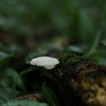 Un seul champignon blanc poussant sur une bûche recouverte de mousse dans une forêt luxuriante.