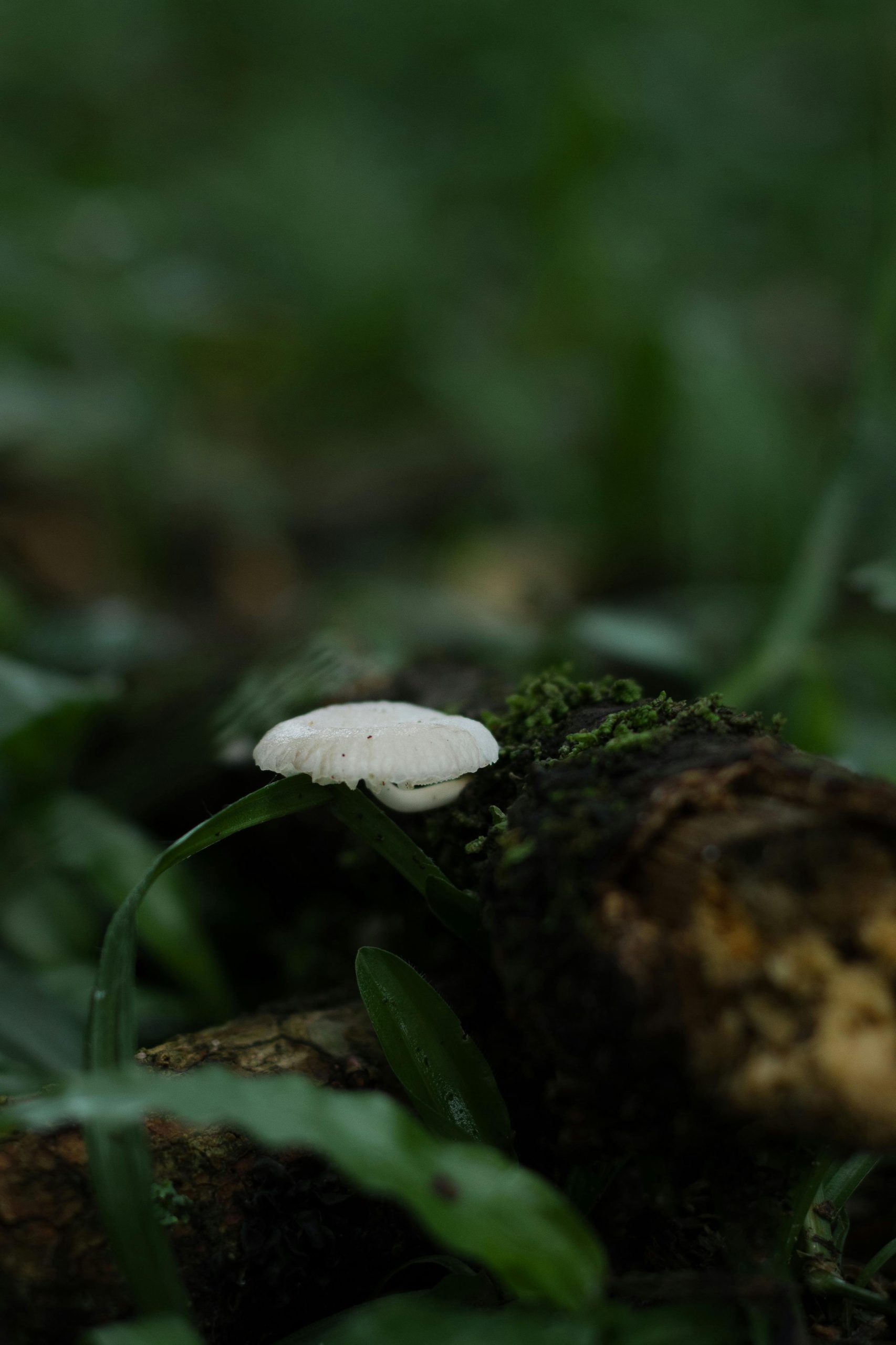 Un seul champignon blanc poussant sur une bûche recouverte de mousse dans une forêt luxuriante.