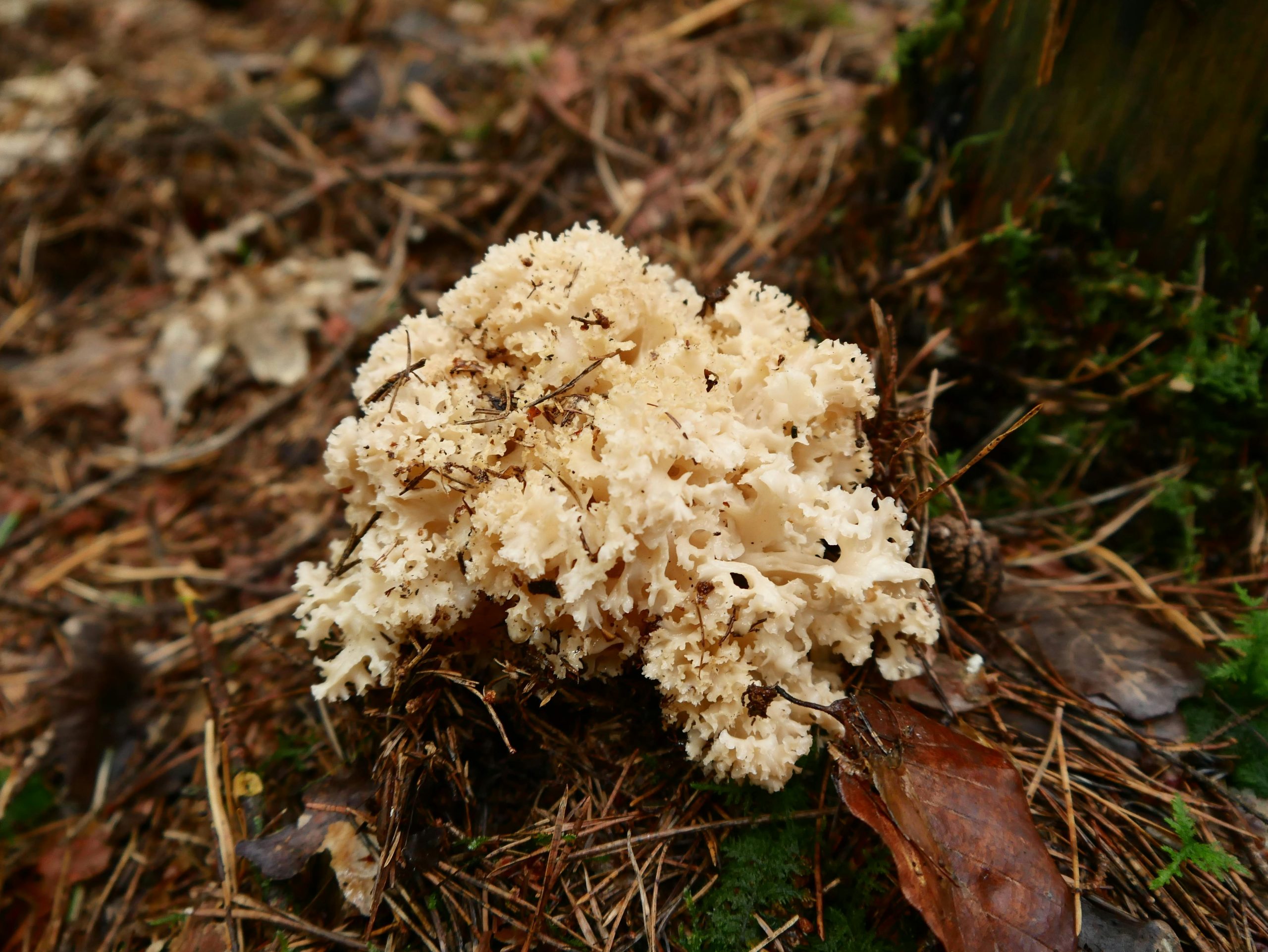 Traitement du champignon blanc et dégâts sur poutre en bois
