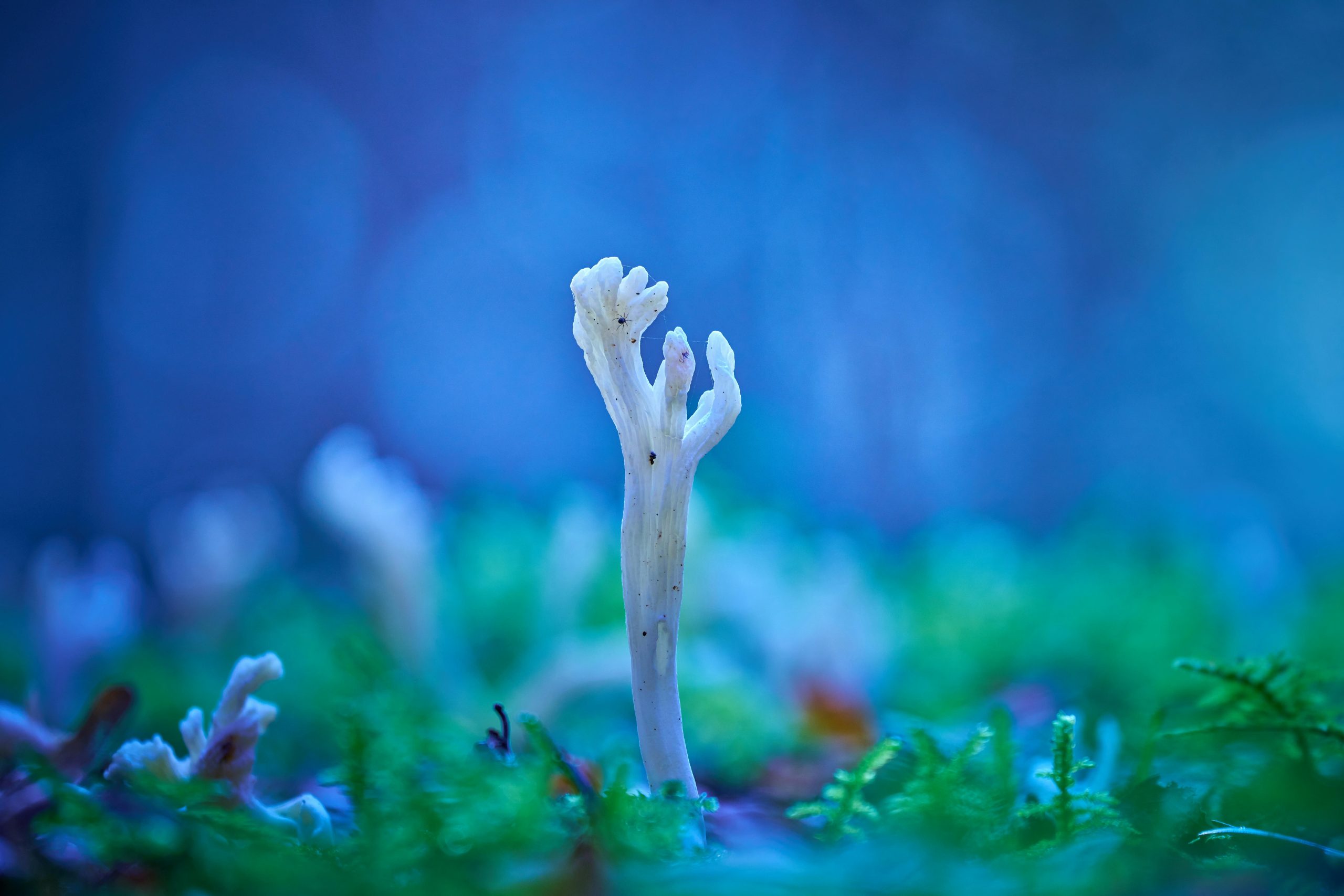 Reconnaissance et identification du champignon blanc