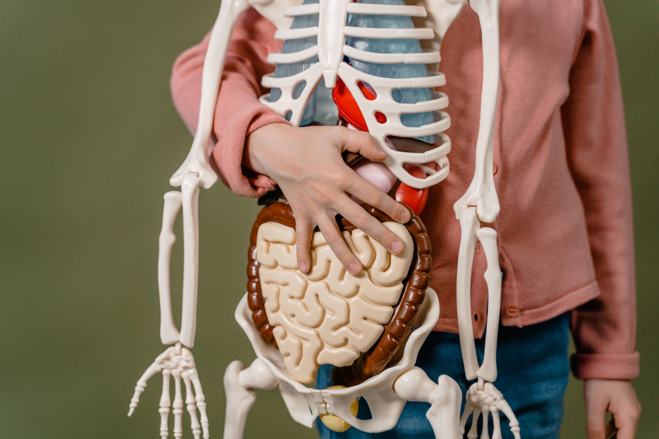 Child learning anatomy using a human skeleton model with organs. Un enfant apprenant l'anatomie en utilisant un modèle de squelette humain avec des organes.